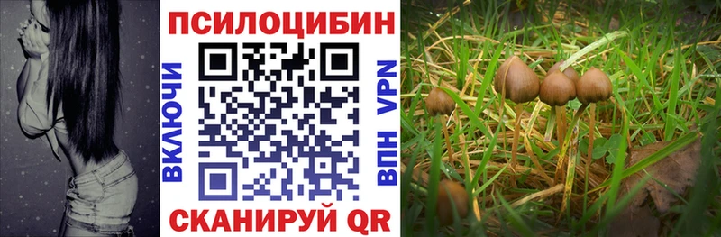 дарнет шоп  Нижнекамск  Галлюциногенные грибы мицелий 